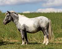 heart-of-gold-pony