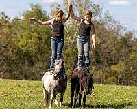 steady-pony