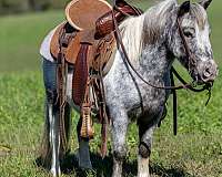 rides-like-a-big-gelding