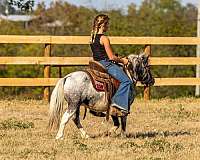 all-around-pony