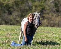 app-pony