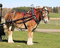 all-around-belgian-horse