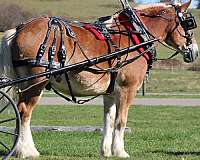 beginner-belgian-horse