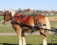 companion-belgian-horse