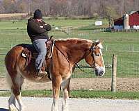 draft-belgian-horse