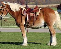 driving-belgian-horse