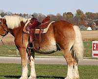 harness-belgian-horse