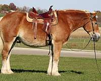 husband-safe-belgian-horse