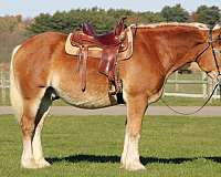 kid-safe-belgian-horse