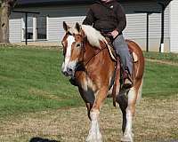 parade-belgian-horse