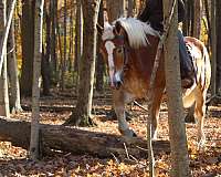 pleasure-driving-belgian-horse