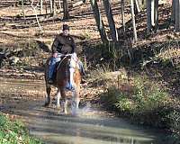 ridden-western-belgian-horse