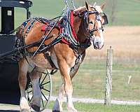 mounted-patrol-belgian-horse