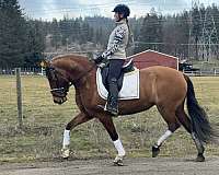 bay-dun-andalusian-mare