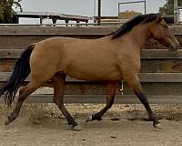 bay-dun-ancce-pre-horse