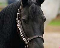 all-around-pony