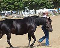 barrel-pony