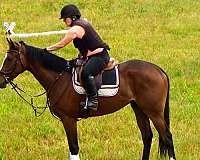 bay-white-horse