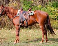 all-around-quarter-horse