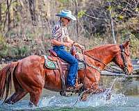 athletic-quarter-horse