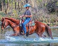 beginner-quarter-horse