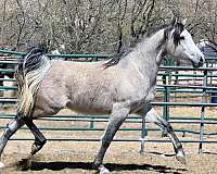 all-around-arabian-horse