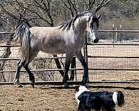 athletic-arabian-horse