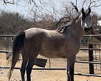 dressage-arabian-horse