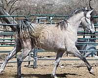 english-pleasure-arabian-horse