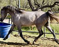 eventing-arabian-horse