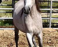 dentist-arabian-horse