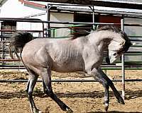 egyptian-sired-arabian-horse