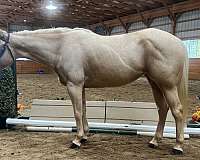 all-around-palomino-pony