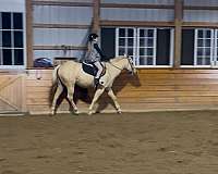 beginner-palomino-pony