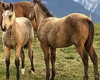 firewater-filly