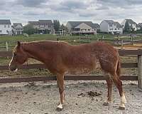 all-around-cross-mare-foal