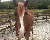 haflinger-mare