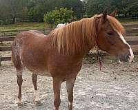 roan-quarter-horse-mare-foal