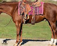 all-around-quarter-horse