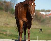 athletic-quarter-horse