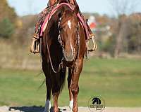 field-trial-quarter-horse
