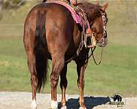 husband-safe-quarter-horse