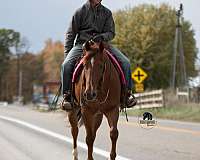 kid-safe-quarter-horse