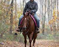 lesson-quarter-horse