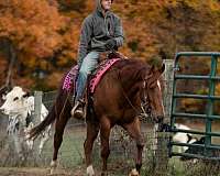 ranch-quarter-horse