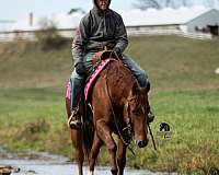 ranch-versatility-quarter-horse