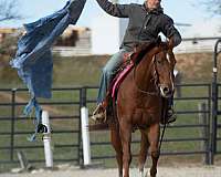 ranch-work-quarter-horse