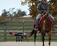 ridden-western-quarter-horse