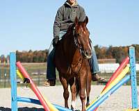 schoolmaster-quarter-horse