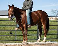 trail-quarter-horse